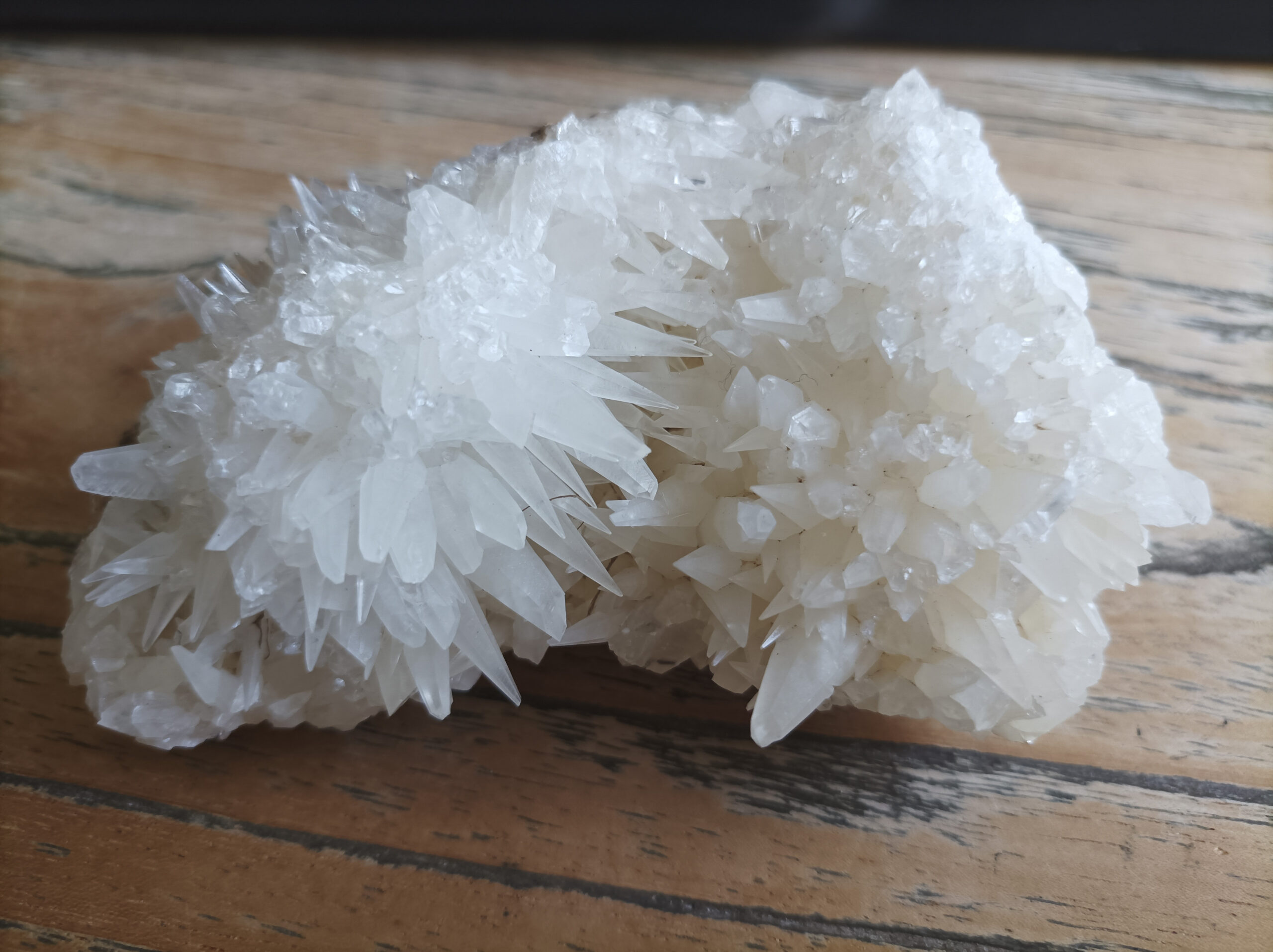 Calciet (hondstand) Cluster (A100/MIRU-0029)